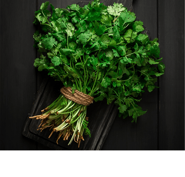 Coriander Oil