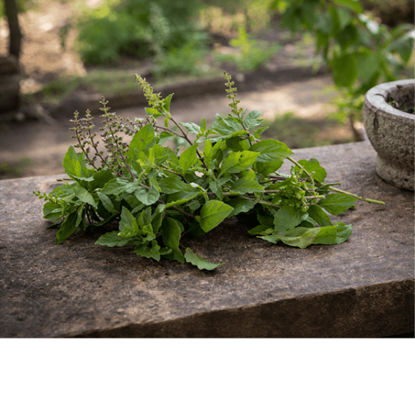 Holy Basil Oil