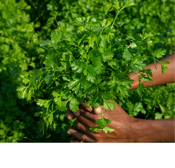 Coriander Oleoresin